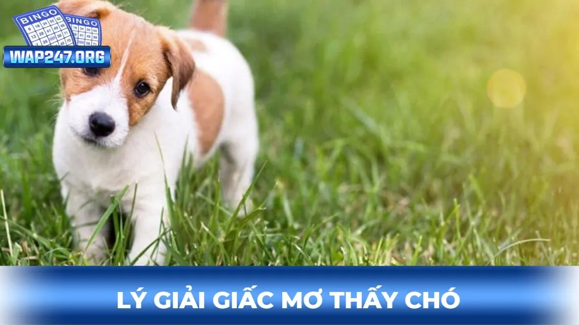 Giải mã ý nghĩa giấc chiêm bao thấy chó